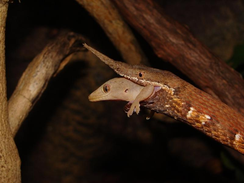 Langaha madagascariensis. Мадагаскарская Листоносая змея. Листоносный мадагаскарский уж. Мадагаскарский полоз. Листоносый уж