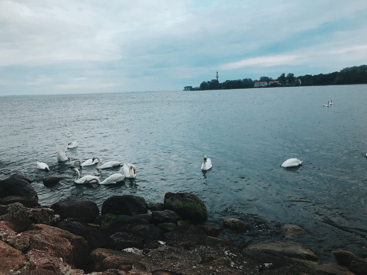 Не дадим растолстеть птицам.