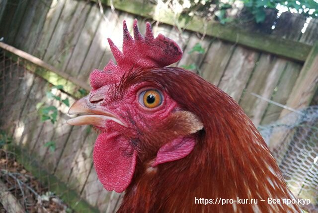 Почернел и опух гребень у курицы или петуха – причины и что делать 🐔 |  Курочка | Дзен