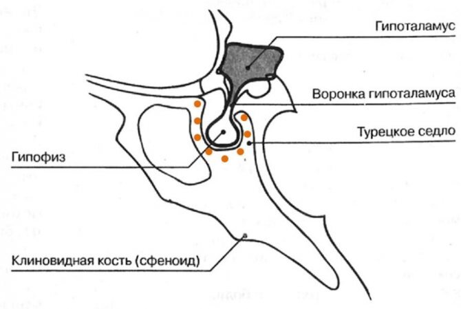Гипофиз седло. Анатомия турецкого седла и гипофиза. Турецкое седло структура кости. Спинка турецкого седла анатомия. Клиновидная кость и гипофиз.