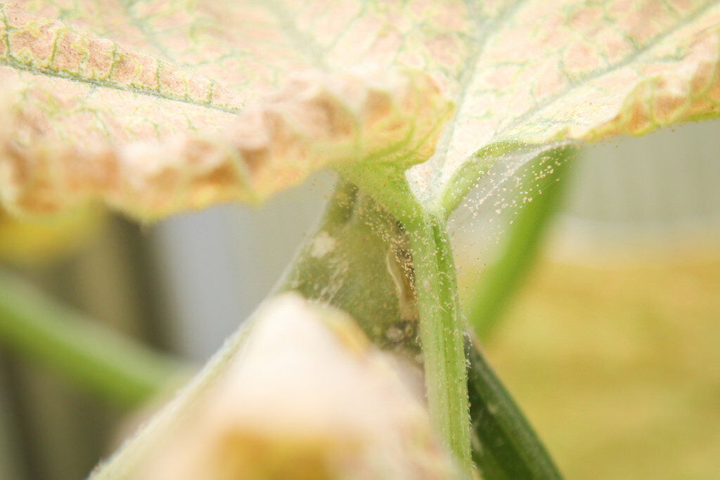 Паутинный клещ на огурцах