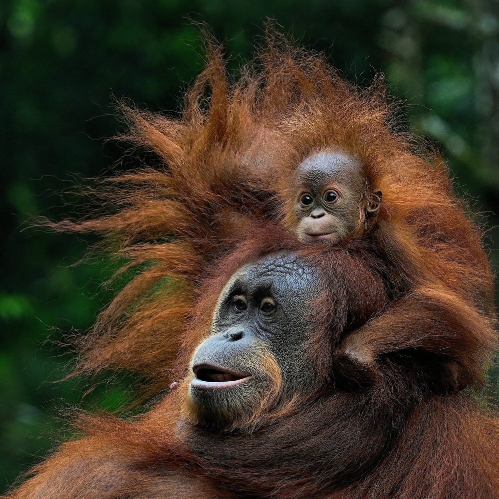 Фото: Putra Igo, 35awards.com 