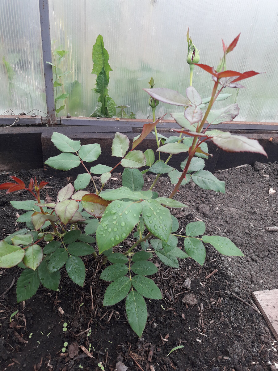 Первое цветение, 14.06.2021