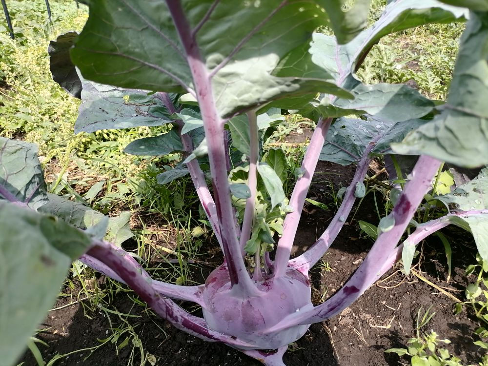 Красивая капуста Смак, фото автора
