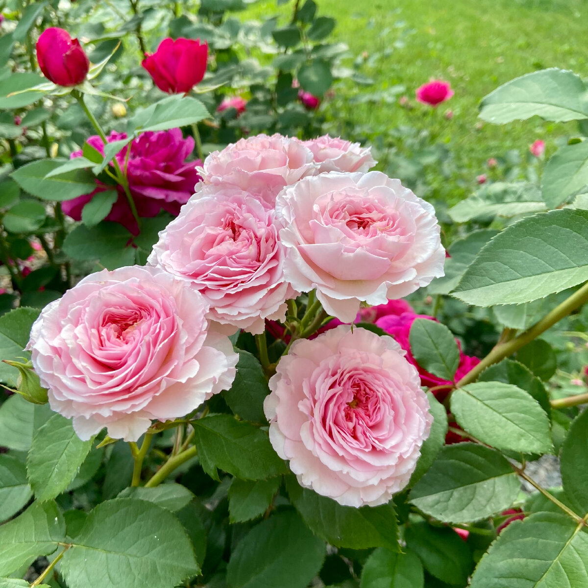 James Galway (Austin, 1985) Джеймс Голуэй (Остин, 1985)