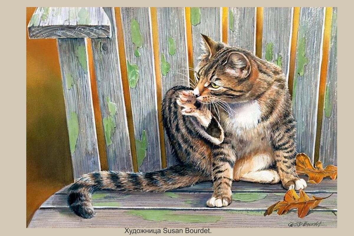 Безымянный кот
