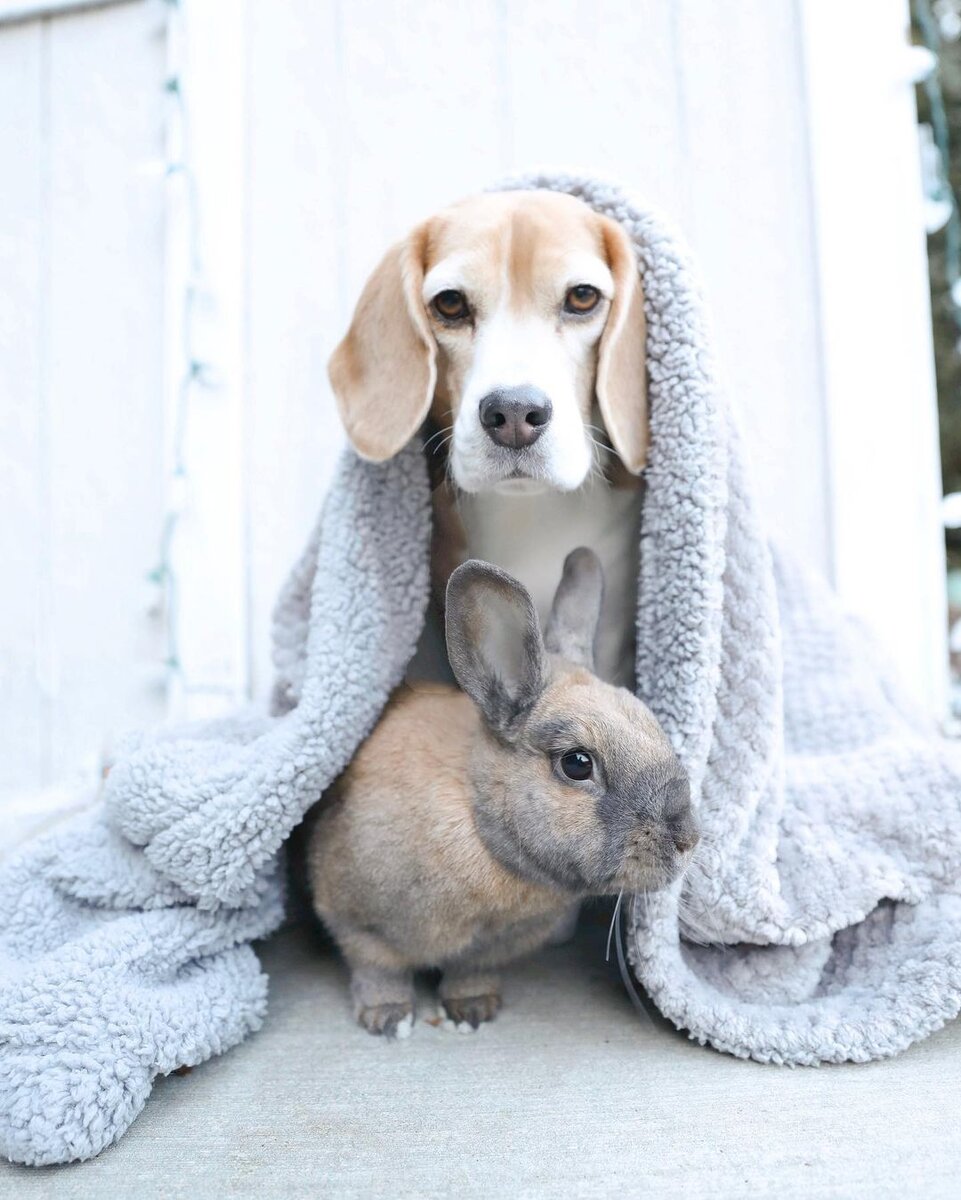 Фото: © Megan Cottone, instagram.com/thebeagleandthebun/