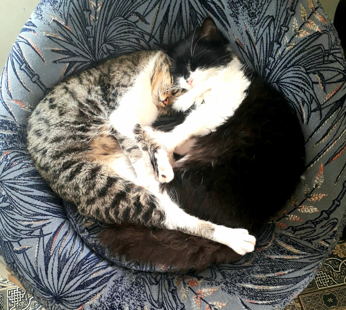  семья 🐱🐱🐱