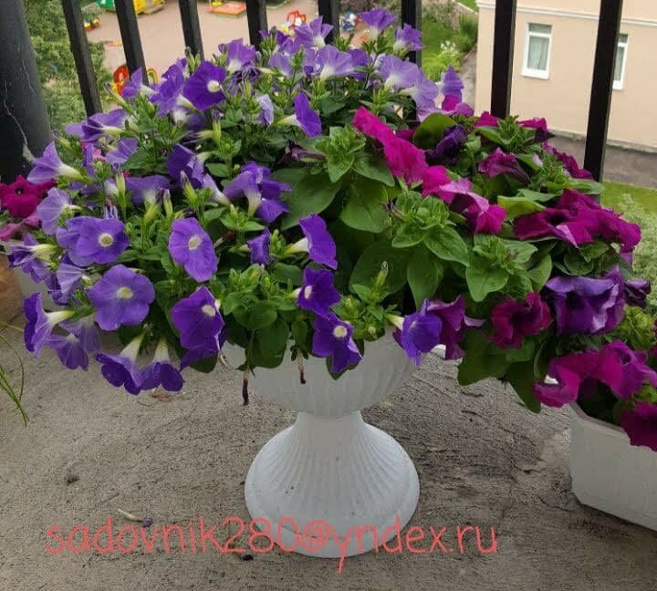 Фото автора Алесад.