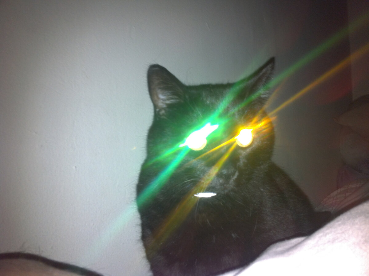 Что с глазами у кошки, почему они светятся