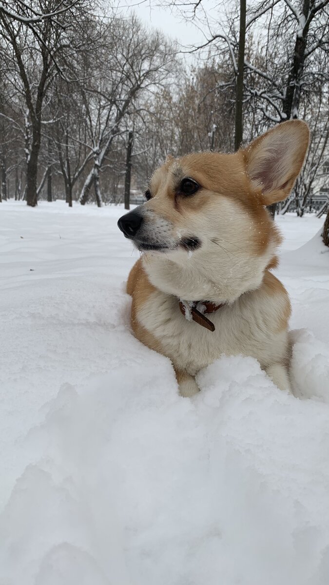 Это Лиса во вторник утром на прогулке...ДО ВСЕГО...мы еще не знали, что будет дальше((