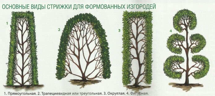 Как правильно обрезать тую весной схема