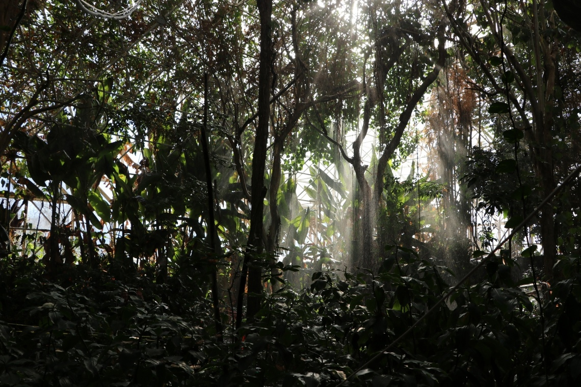 Тропический лес под стеклянным куполом 