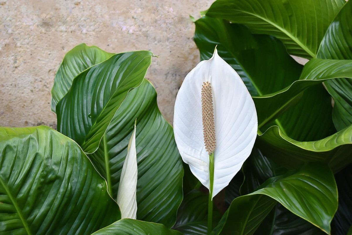 Спатифиллум обильноцветущий Spathiphyllum floribundum