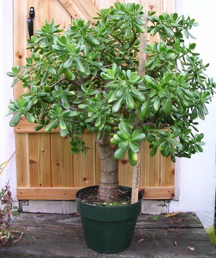 Денежное дерево