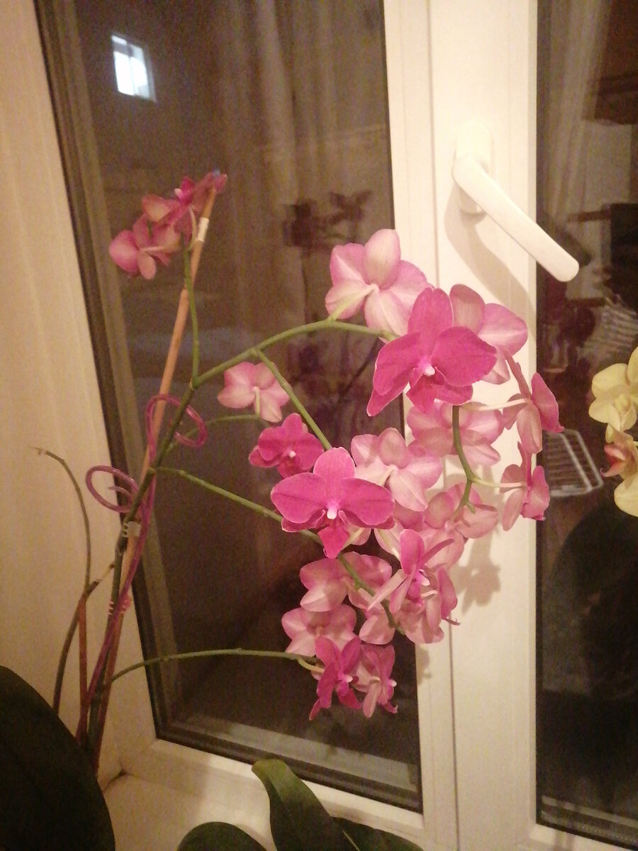 Вот какая красотау нас растет