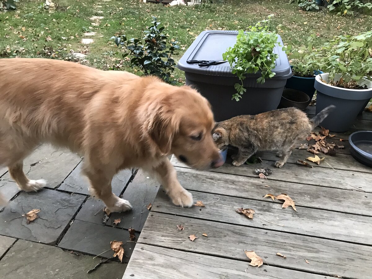 Наш пёс , золотистый ретривер по кличке Гоша , первое время увидя кошку во дворе не мог остаться равнодушным , он мчался к ней , загонял ее на забор и лаял . Но постепенно и Гоша привык к тому , что кошка все чаще заглядывала к нам во двор , а мы не разрешали Гоше лаять и наш умный добрый пёс постепенно начал к ней относиться по дружески . И кошка тоже перестала его бояться , хотя оставалась осторожной  , потому что Гоша пытался с ней играть , а ей все ещё было иногда страшно довериться этому большому другу . Но все же это произошло и дружба  собаки и кошки получилась . 