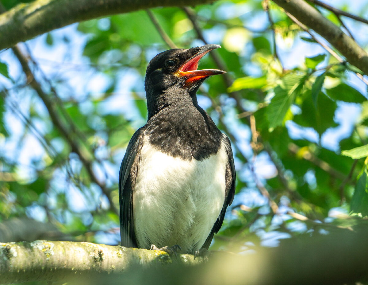 галерея листается
