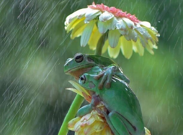 Фото из интернета