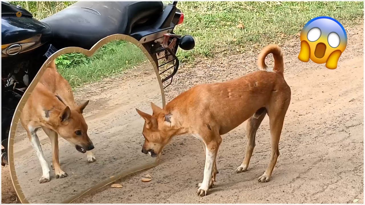 Try Not To Laugh Video Of Strange Reactions Of Dogs And Cats