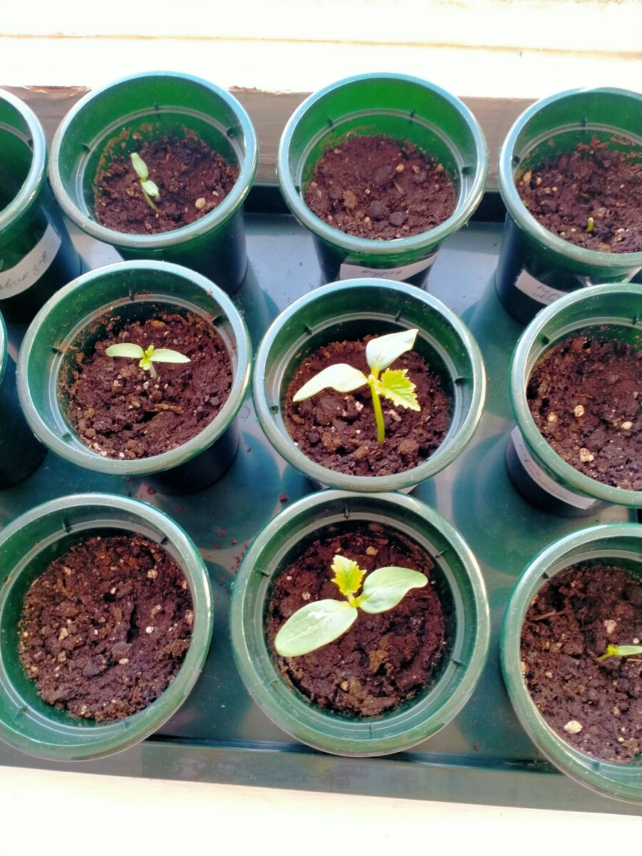 Совсем ещё маленькие 