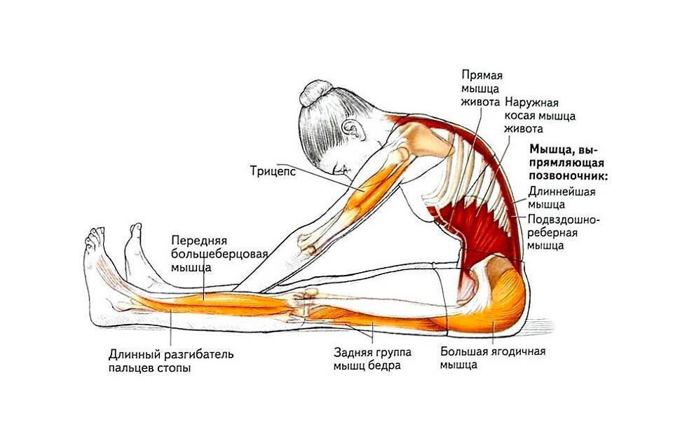 Растяжка для спины и позвоночника