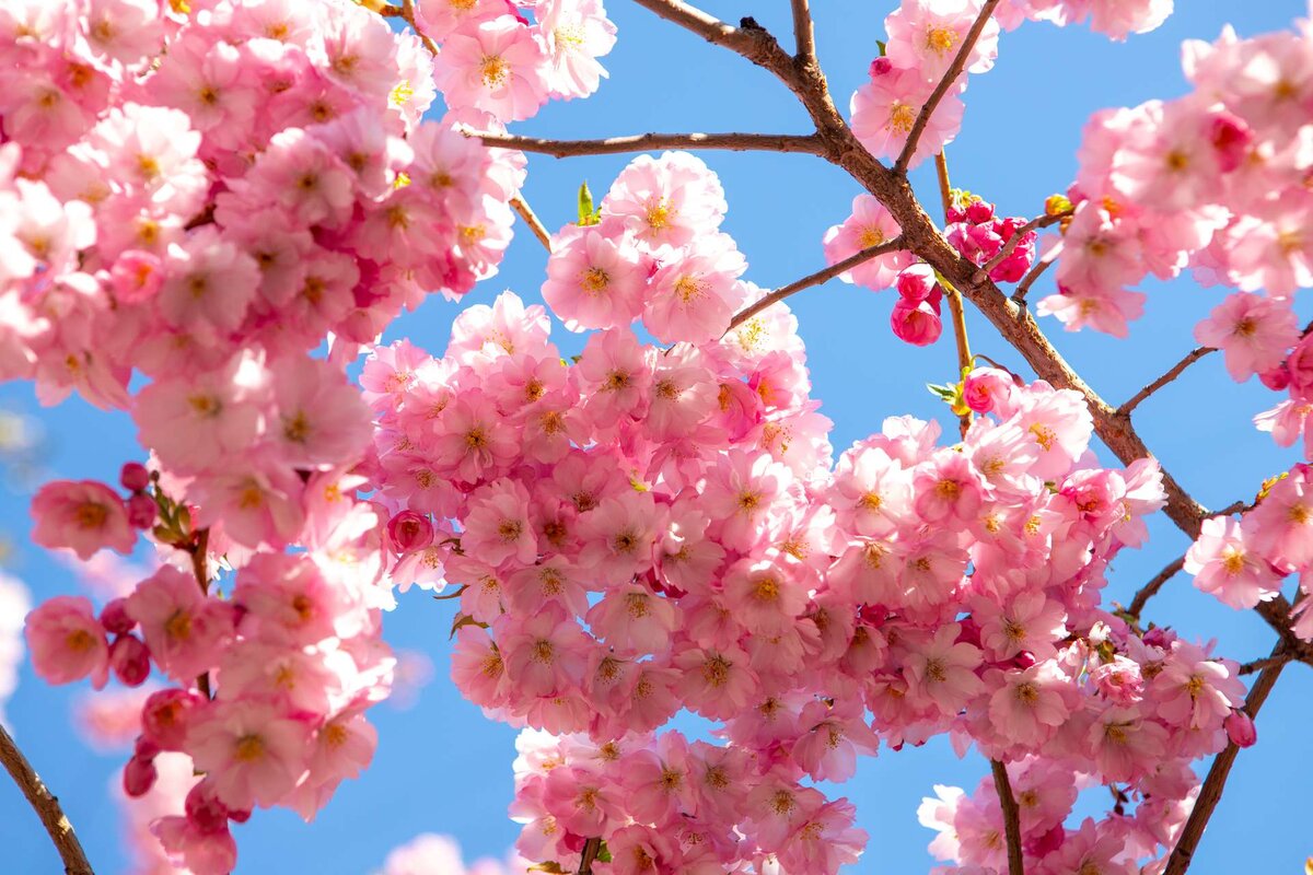 День цветения Сакуры