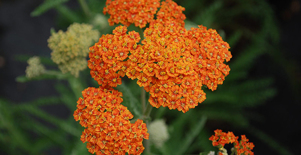 Тысячелистник