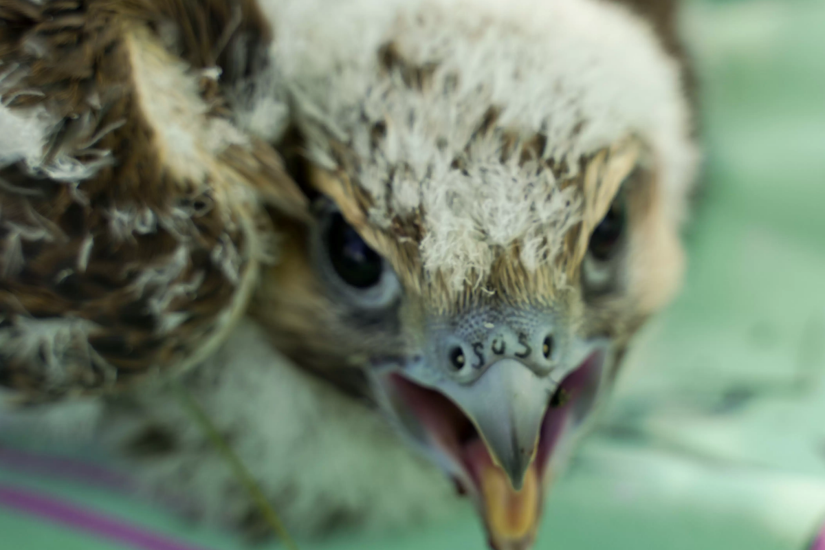     Алтайским соколам сделали тату SOS на клювах. Но зачем?