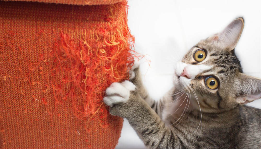 Кошка подрала мебель