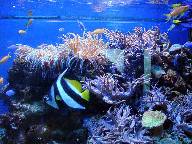 Обитатели аквариума.