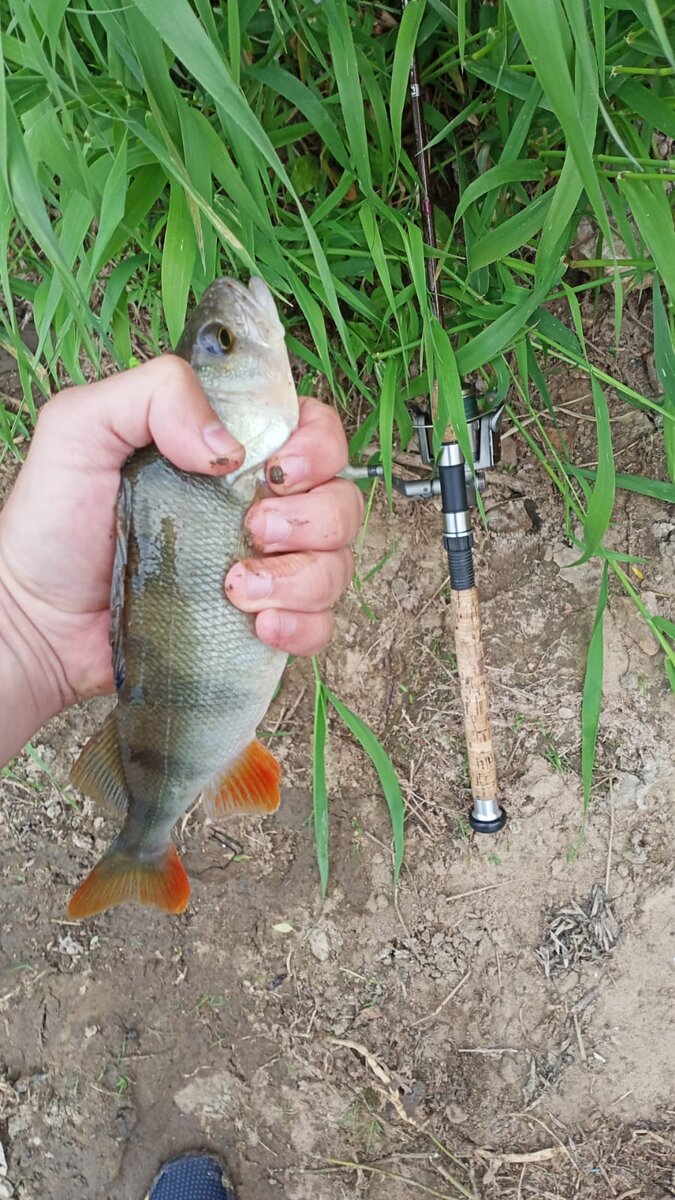 окунь пойман на зеленый твистер