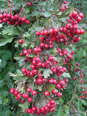 Боярышник Максимовича