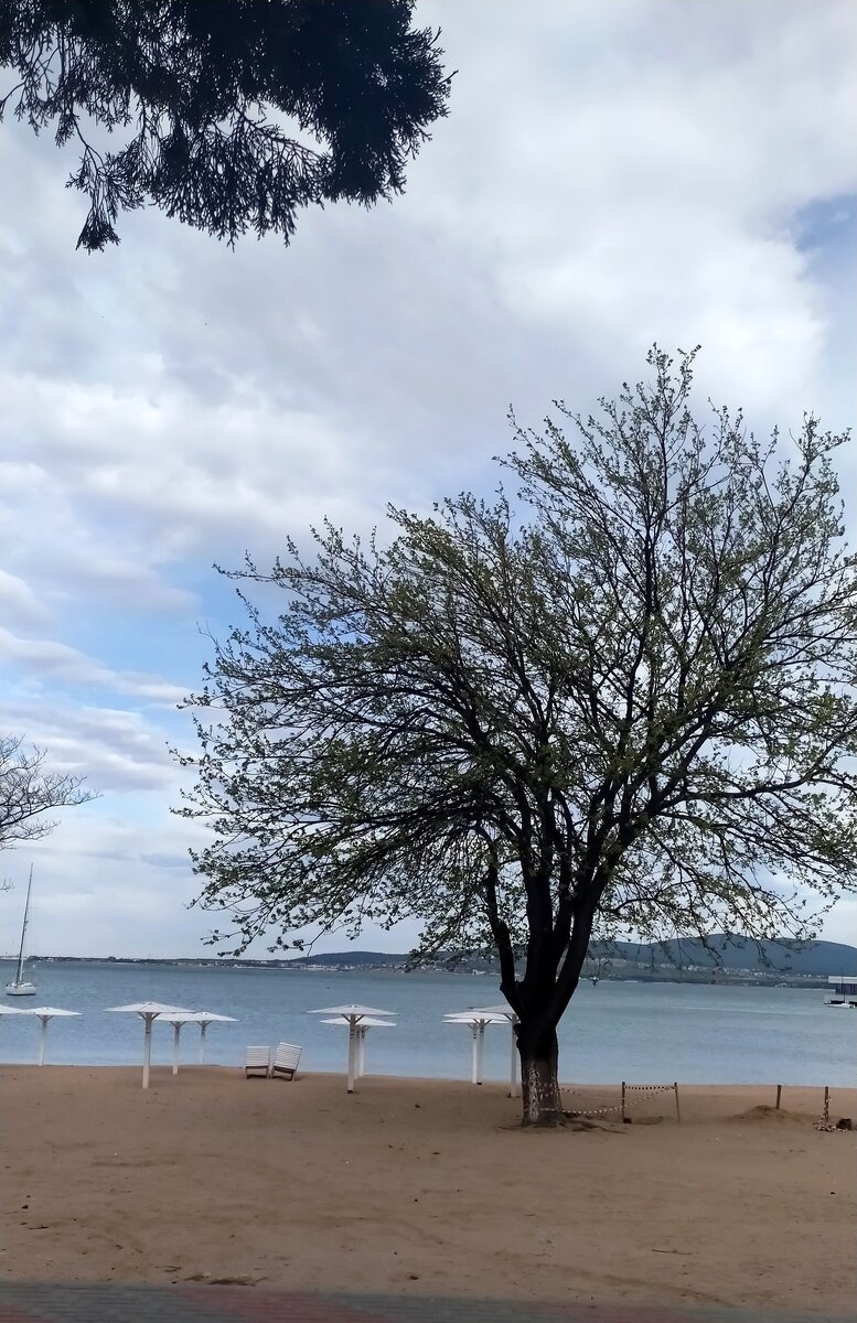 Эти шезлонги тоже любят смотреть на утреннее море.