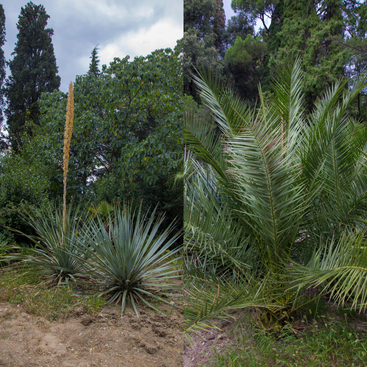 Юкка  высокая/рафия