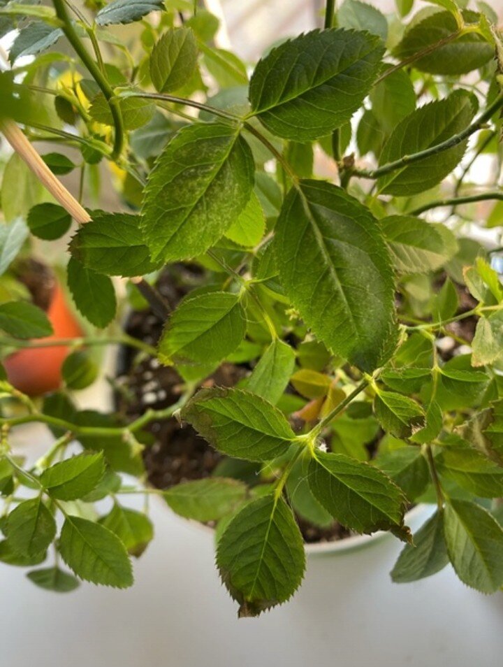 Почему желтеет комнатная роза.