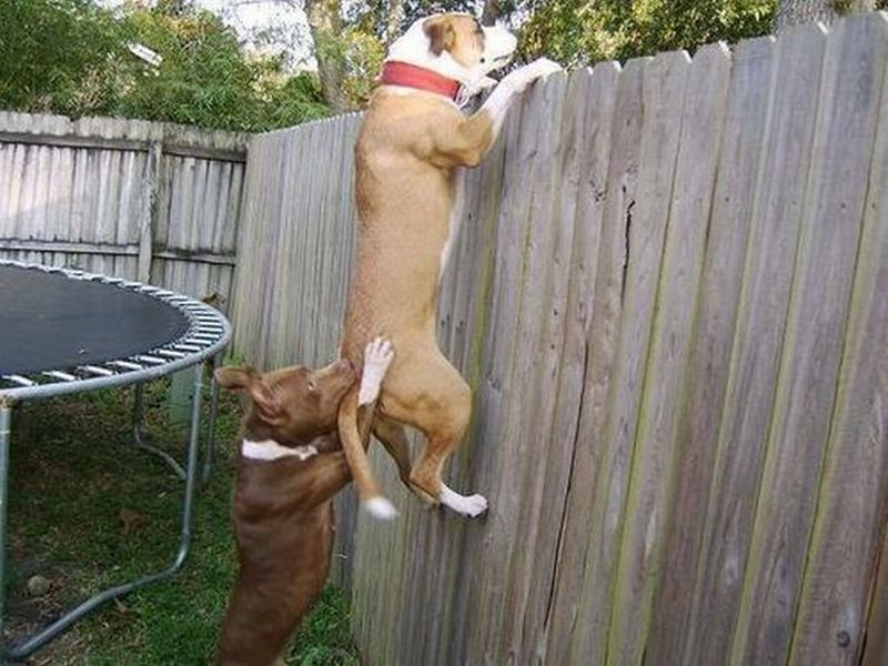 Как подсадить молодую. Собака на заборе. Друг в беде не бросит. Прикольный забор.