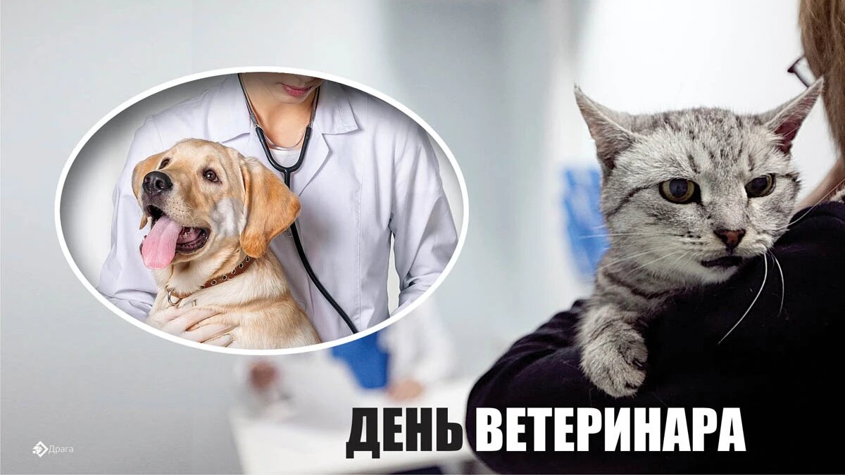 Картинки к дню ветеринара