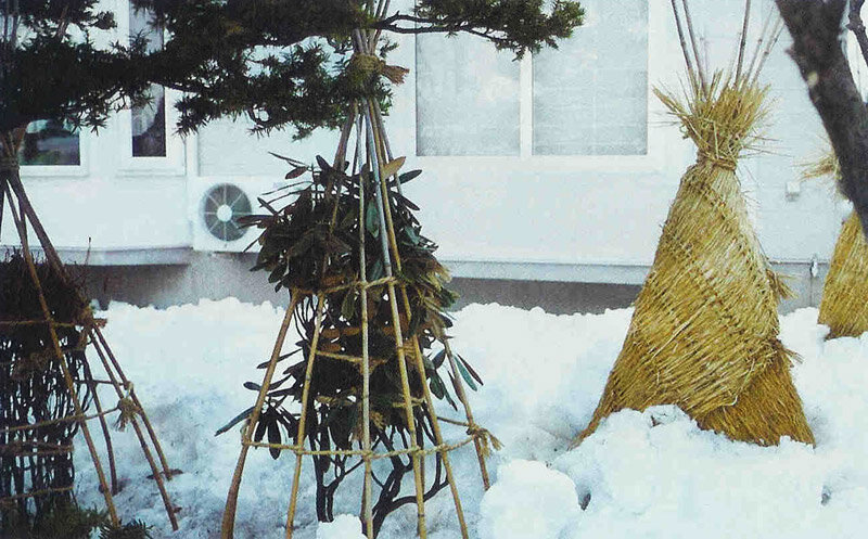 Хвоя и лапник: 11 способов применения, которые должен знать дачник