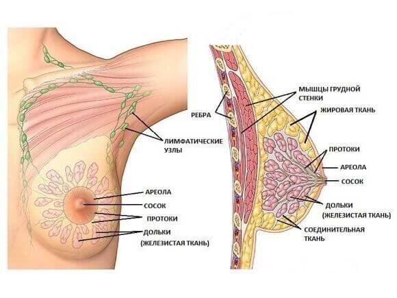 
В норме в груди не должно быть никаких уплотнений, вся структура мягкая и безболезненно поддается пальпации. Мобильная связка обеспечивает небольшое смещение без ощутимого дискомфорта. Пропорциональные размеры в основном зависят от объема жировой ткани, которая заполняет свободное пространство между ячейками.