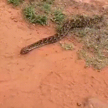 Интересно передвигается