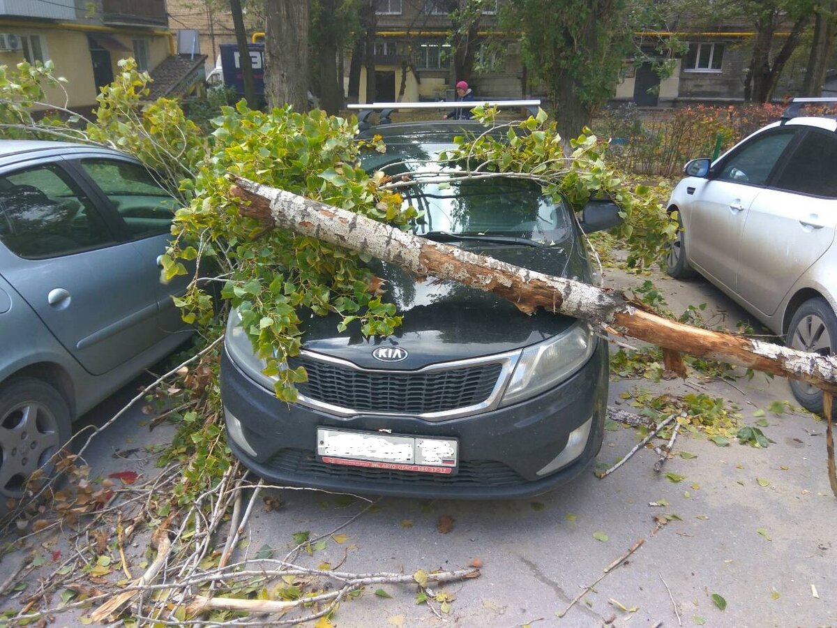 Упавшее дерево на автомобиль