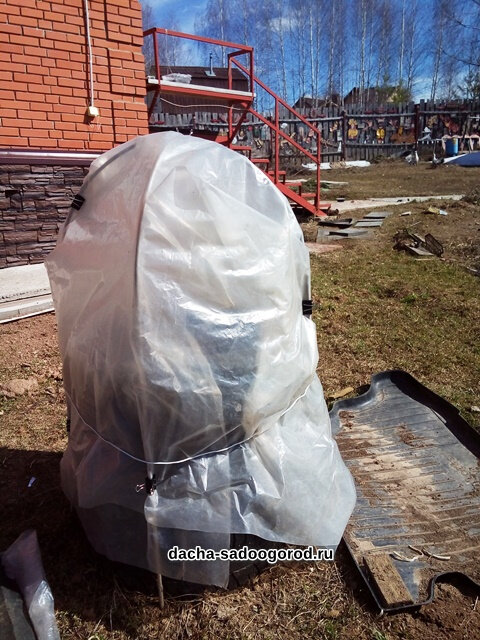 Сажаю огурцы в шины рано весной сухими семенами прямо в грунт (компост) шины