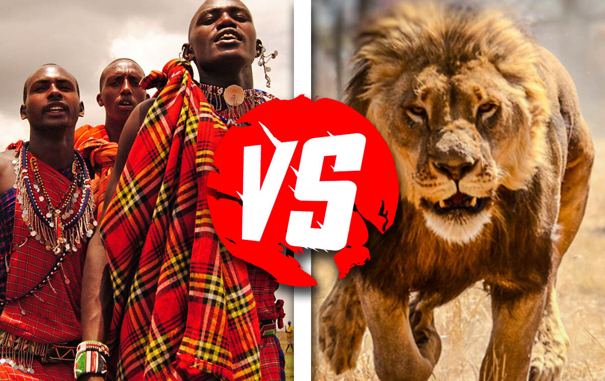 Масаи льва не боятся, как и он их, но от таких соседей можно ждать чего-угодно!