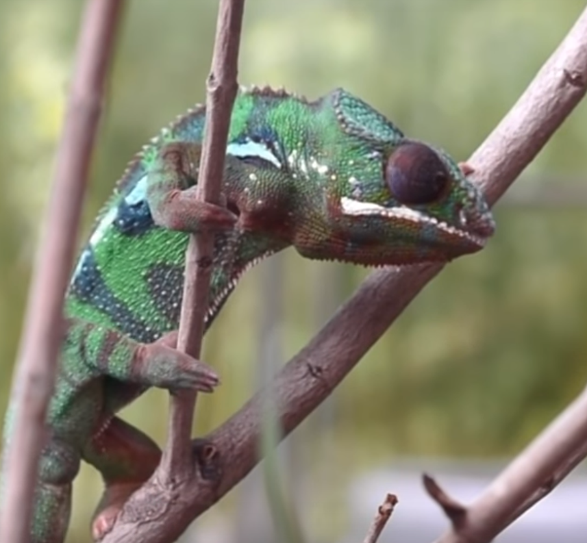  мадагаскарский пантера-хамелеон (Furcifer pardalis)