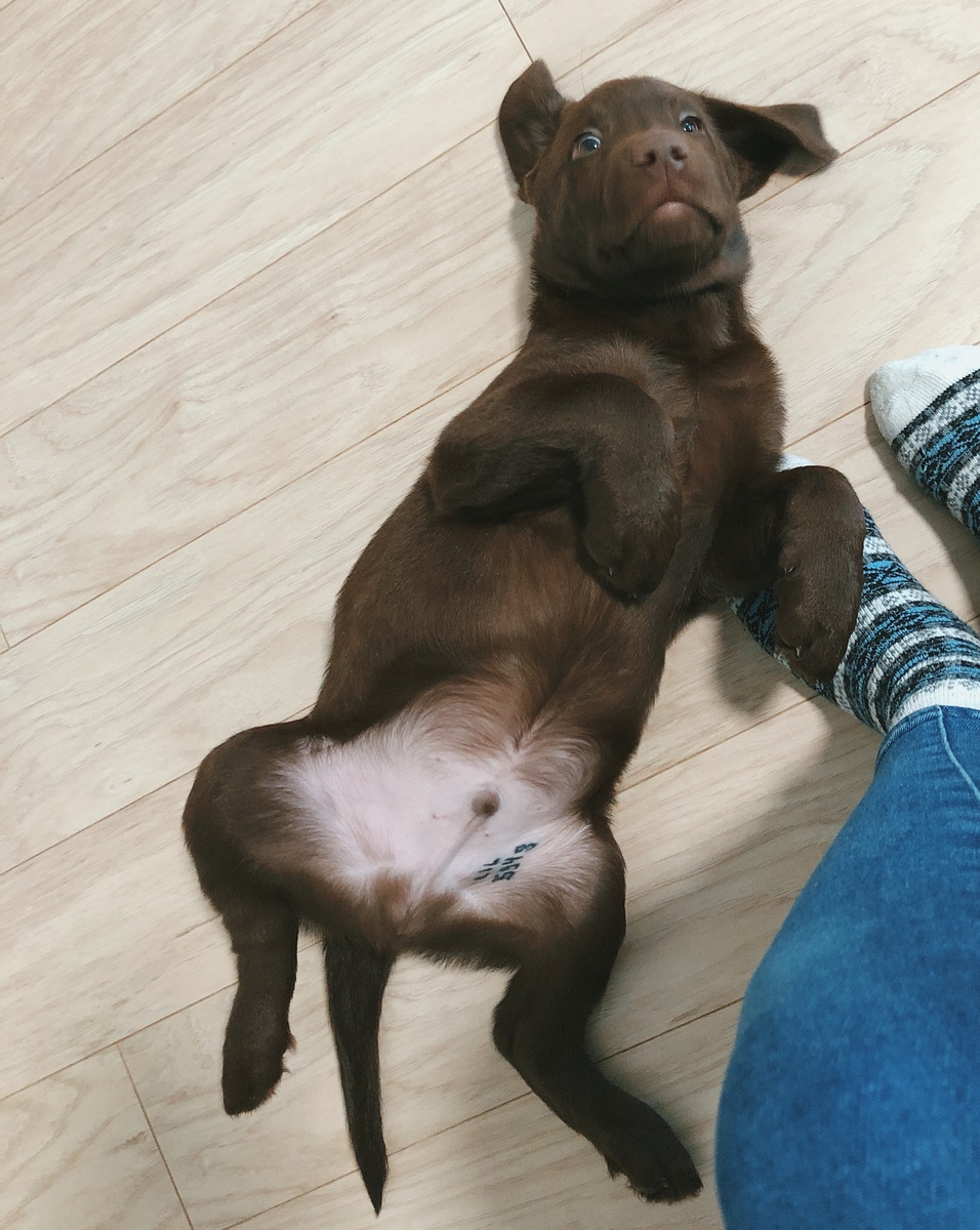 🐻💬игра называется «ленивый кабачок»: я ложусь пузиком кверху и жду, когда меня всего будут гладить и массажировать