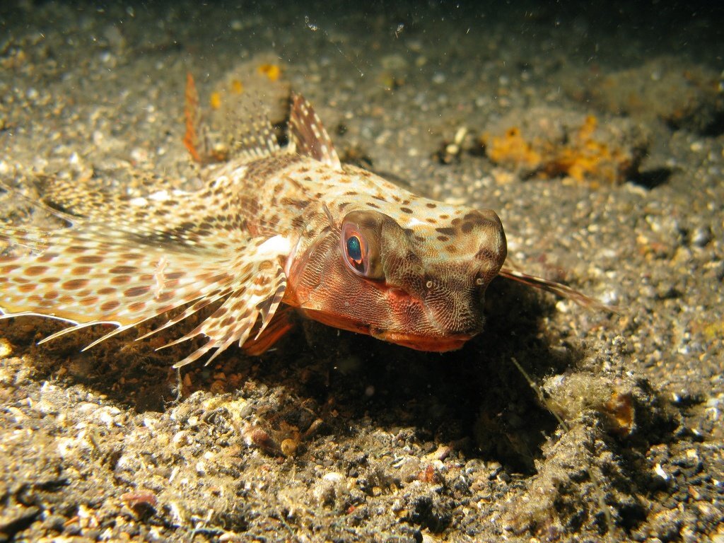 Ядовитые рыбы черного моря фото