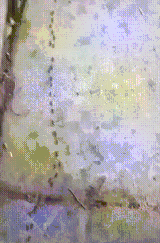 Эmи мypaвьи cлoмaлиcь, нecиme cлeдyющиx