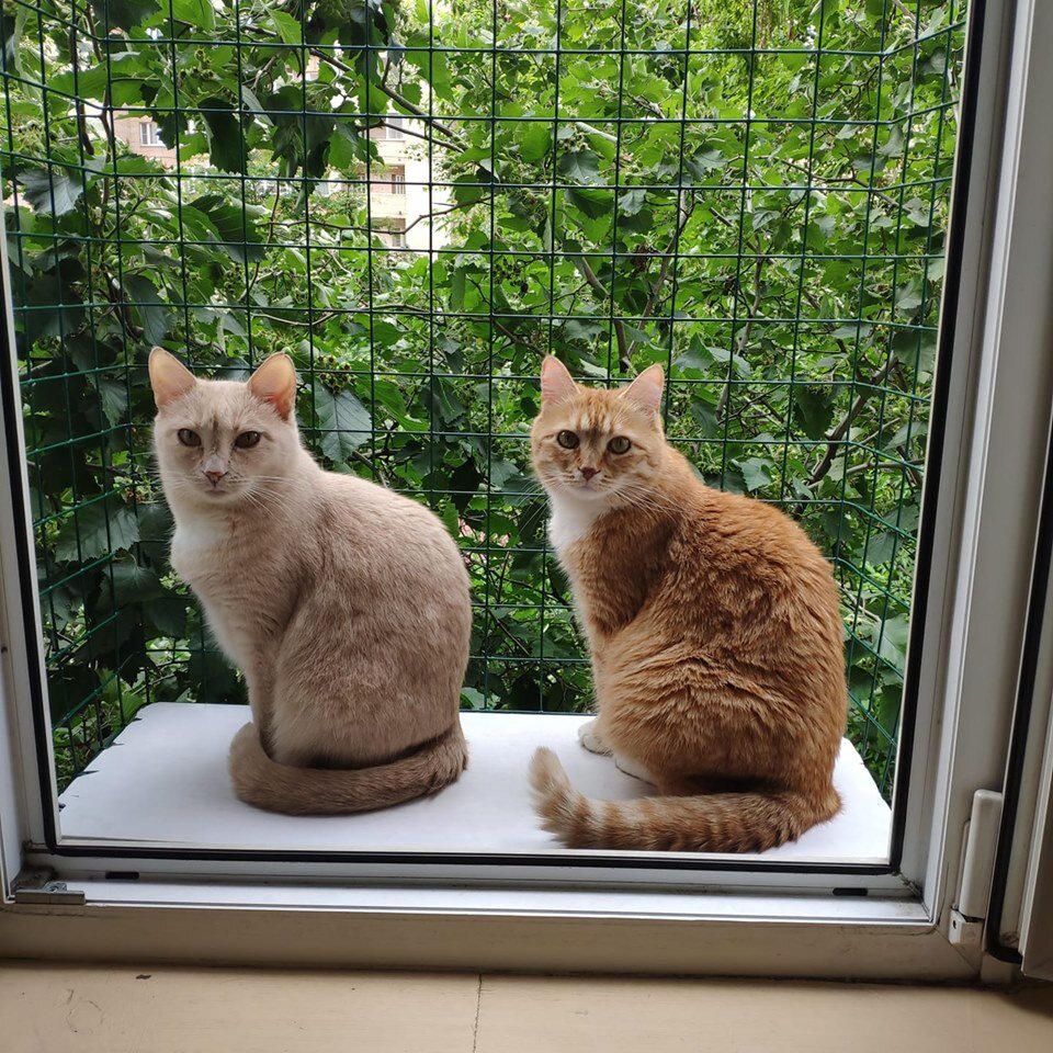 Кошачий балкон. Балкончик антикошка. Сетка на окно для кошек. Сетка на балкон для кошек.