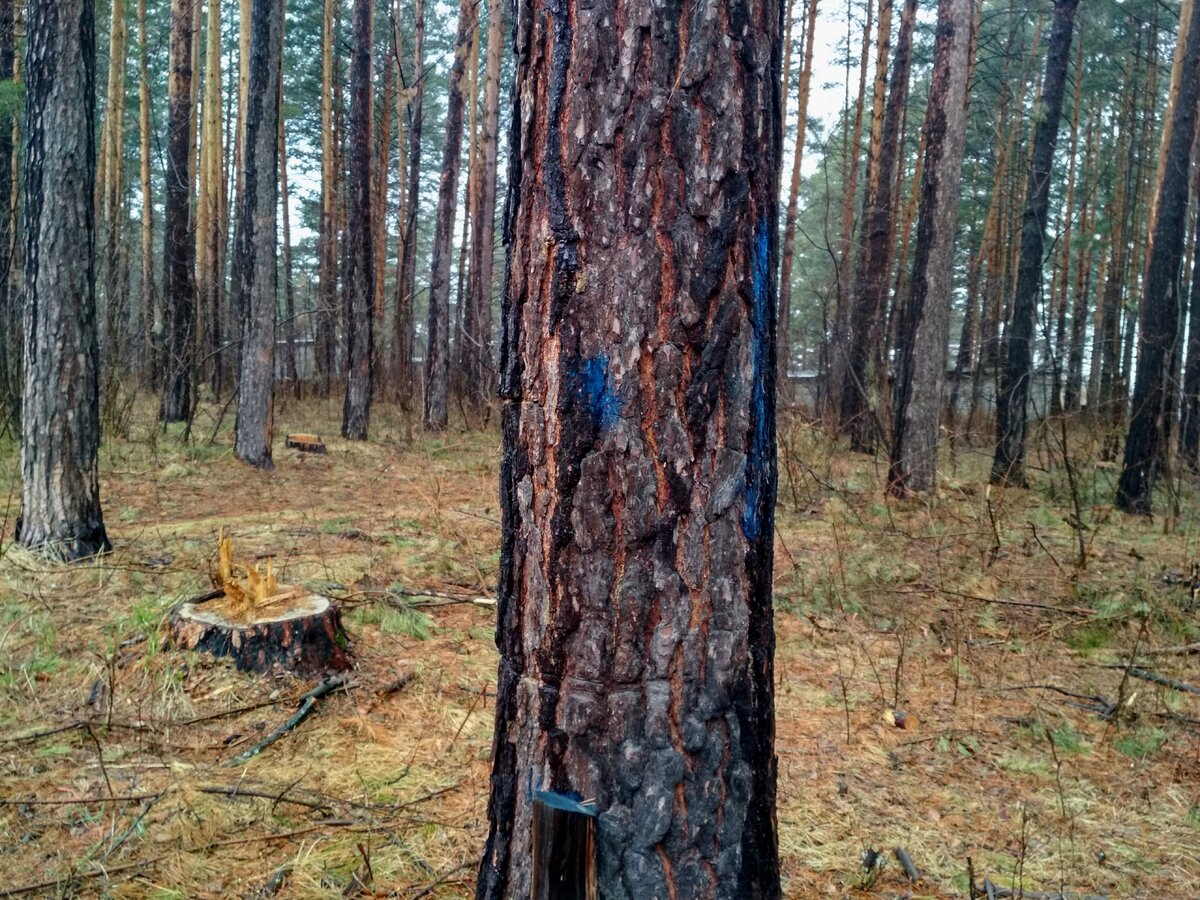 Пеньков много, и уже помечены новые жертвы. На следующий сезон, надо полагать